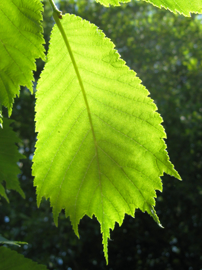 난티나무 - Ulmus laciniata (Trautv.) Mayr