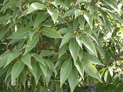 가시나무 사진 - Quercus myrsinaefolia Blume Photos