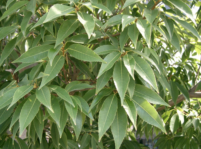 가시나무 - ㅕ뎌뎌뎌뎌뎌뎌ㅕ뎌ㅕ뎓뎌ㅕ뎌ㅕㄷ뎌ㅕ뎓, Quercus myrsinaefolia Blume