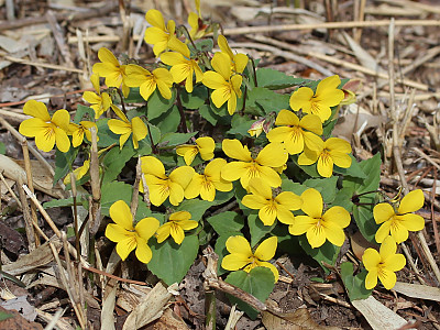 노랑제비꽃 사진 - Viola orientalis (Maxim.) W.Becker Photos