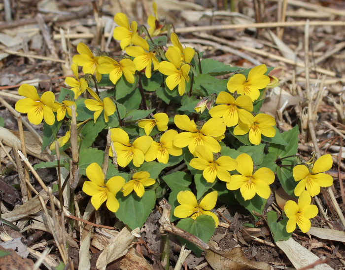 노랑제비꽃 - Viola orientalis (Maxim.) W.Becker