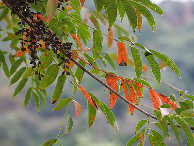 검양옻나무 사진 - Toxicodendron succedaneum (L.) Kuntze Photos
