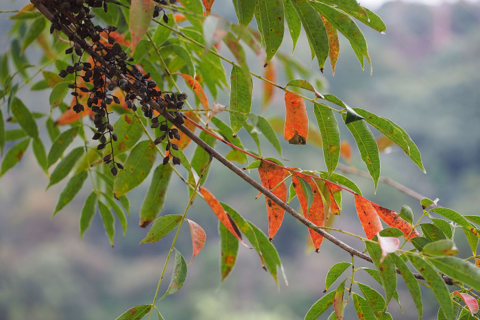 검양옻나무 - Japanese Wax Tree, Toxicodendron succedaneum (L.) Kuntze