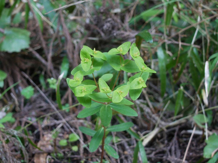 개감수 - Euphorbia sieboldiana Morren & Decne.