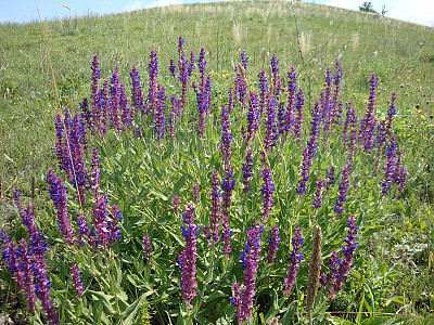숙근샐비어 사진 - Salvia nemorosa Photos