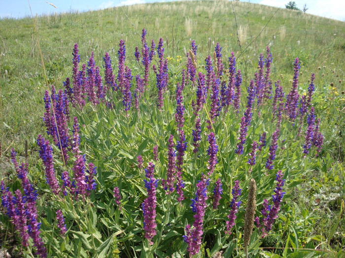 숙근샐비어 - salbia divinorum, Salvia nemorosa