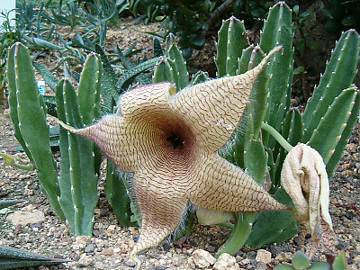 거성화 사진 - Stapelia gigantea n. e. br. Photos