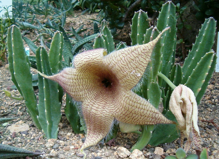 거성화 - grandiflora, Stapelia gigantea n. e. br.