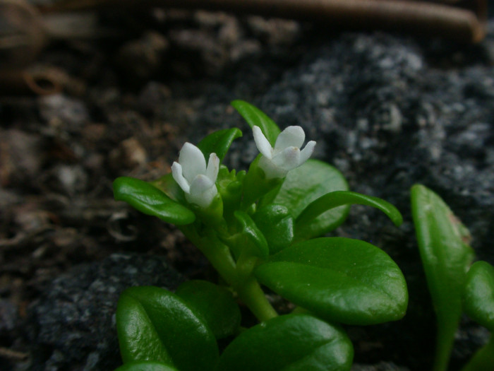 낚시돌풀 - Hedyotis biflora var. parvifolia Hook. & Arn.
