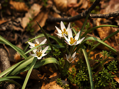 산자고 사진 - Amana edulis Photos