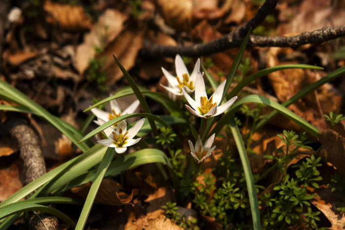 산자고 - Amana edulis