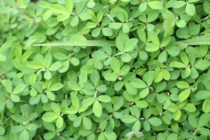 매듭풀 - japan clover, Kummerowia striata