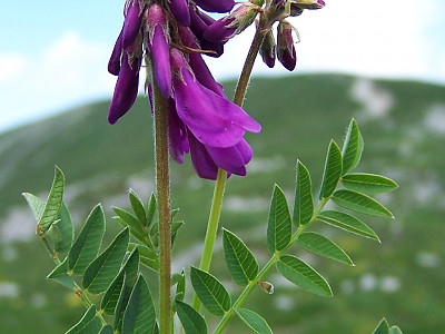 넓은묏황기 사진 - Hedysarum hedysaroides Schinz & Thell. Photos