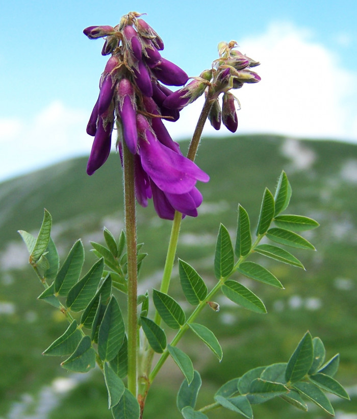 넓은묏황기 - Hedysarum hedysaroides Schinz & Thell.