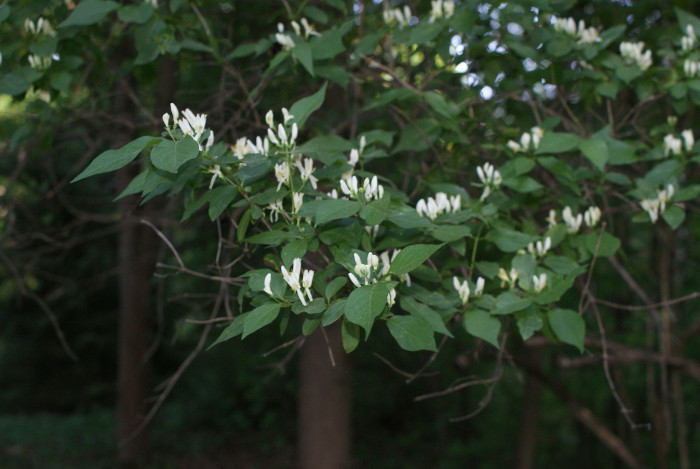 괴불나무 - Lonicera maackii (Rupr.) Maxim.