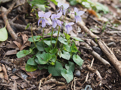 흰좀낚시제비꽃 사진 - Viola grypoceras A. Gray var. exilis (Miq.) Nakai for. chionantha F. Maekawa ex H. Hara Photos