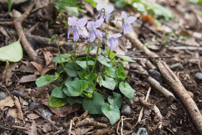 흰좀낚시제비꽃 - Viola grypoceras A. Gray var. exilis (Miq.) Nakai for. chionantha F. Maekawa ex H. Hara