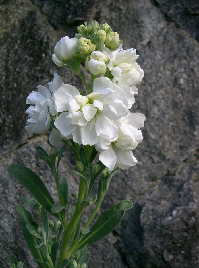 스토크 - Stoke, Matthiola incana