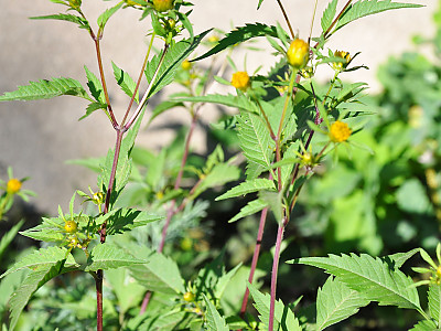가막사리 사진 - Bidens tripartita L. Photos