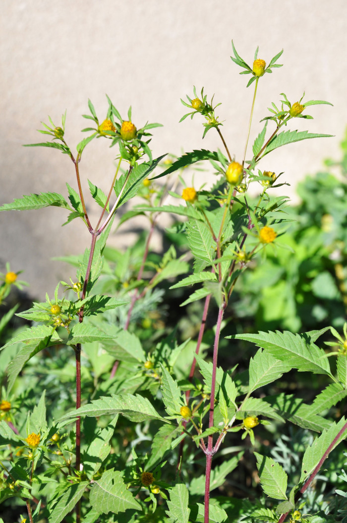 가막사리 - Bidens tripartita L.