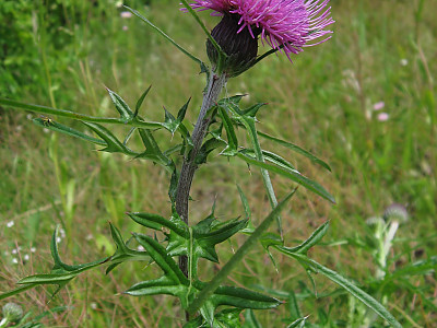 가시엉겅퀴 사진 - Cirsium japonicum var. spinossimum Kitam. Photos