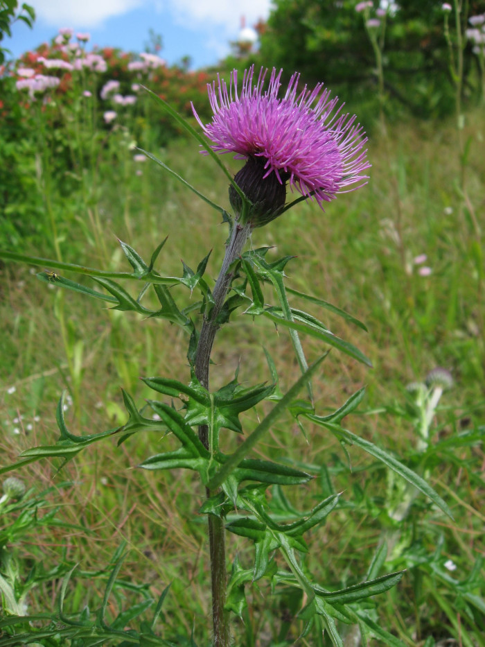 가시엉겅퀴 - Cirsium japonicum var. spinossimum Kitam.