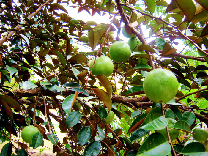 스타애플 - Star Apple, Chrysophyllum cainito
