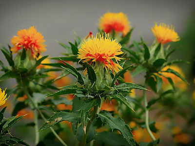 잇꽃 사진 - Carthamus tinctorius L. Photos