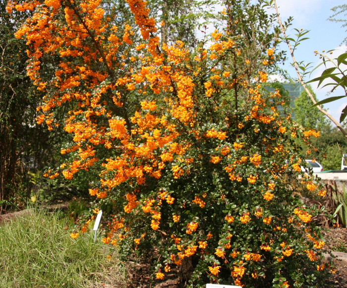 다윈매자나무 - Darwins Barberry, Berberis darwinii