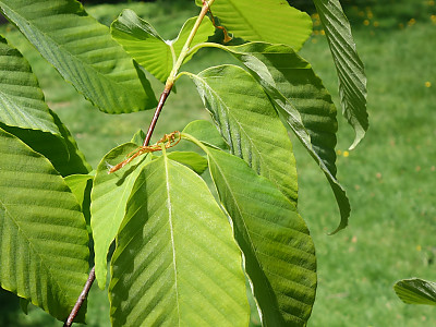 너도밤나무 사진 - Fagus engleriana Seemen ex Diels Photos