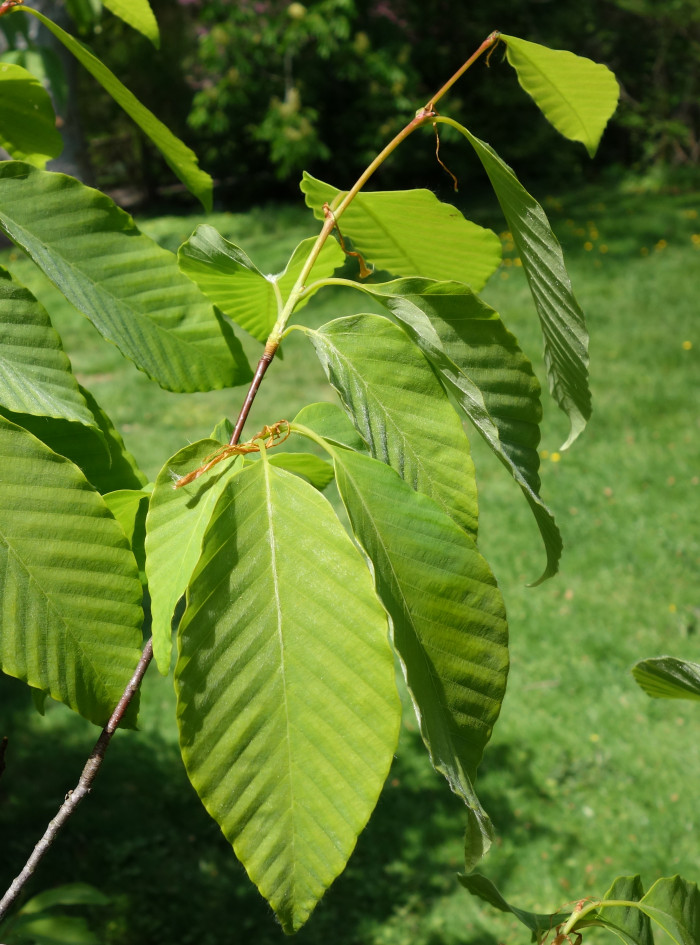 너도밤나무 - Engler Beech, Fagus engleriana Seemen ex Diels