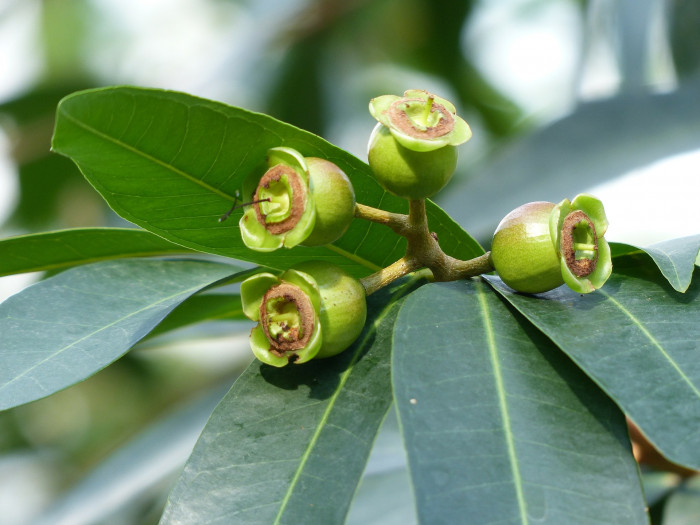 로즈애플  - rose apple, Syzygium jambos