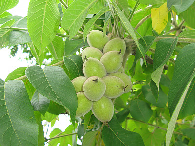 가래나무 사진 - Juglans mandshurica Maxim. var. mandshurica for. mandshurica Photos