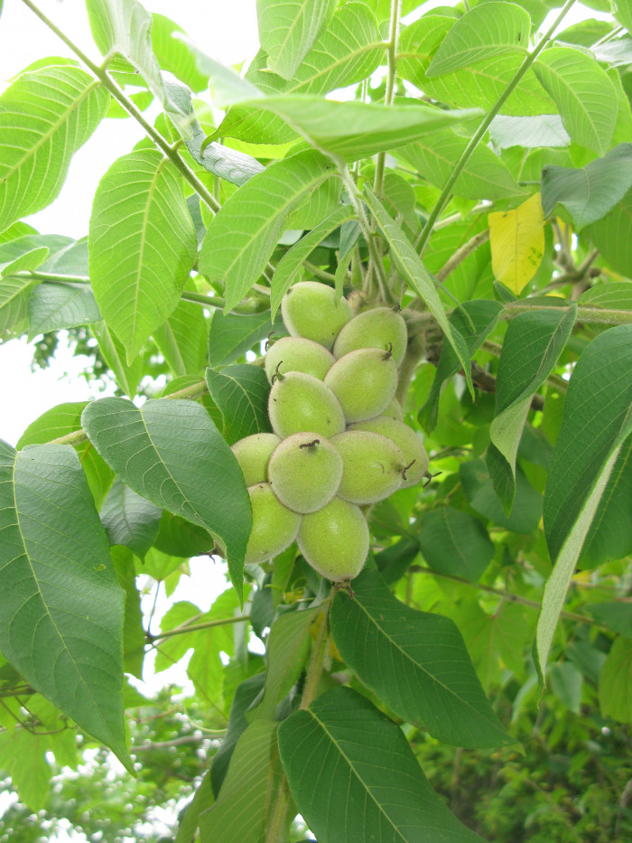 가래나무 - Manchurian walnut, Juglans mandshurica Maxim. var. mandshurica for. mandshurica