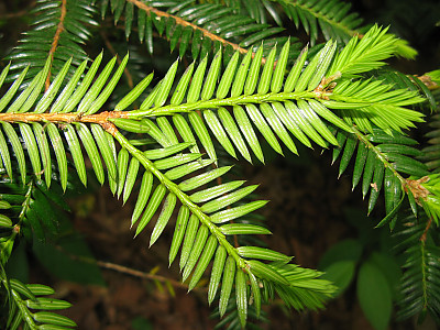 비자나무 사진 - Torreya nucifera (L.) Siebold & Zucc. Photos