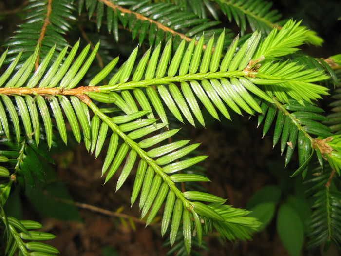 비자나무 - 1, Torreya nucifera (L.) Siebold & Zucc.