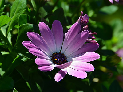 오스테오스펄멈 사진 - Osteospermum ecklonis Photos