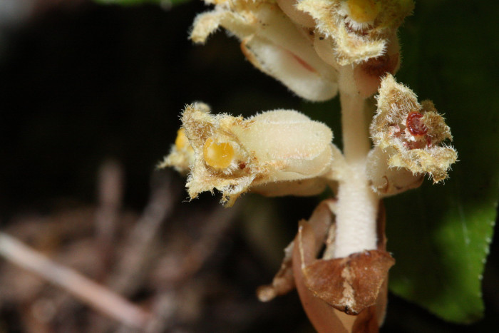 구상난풀 - Monotropa hypopithys L.