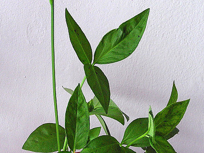 반하 사진 - Pinellia ternata (Thunb.) Breitenb. Photos