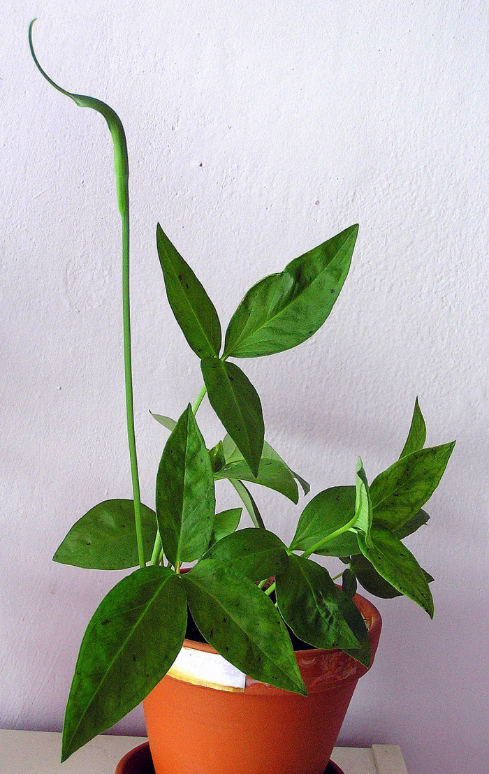 반하 - Pinellia ternata (Thunb.) Breitenb.