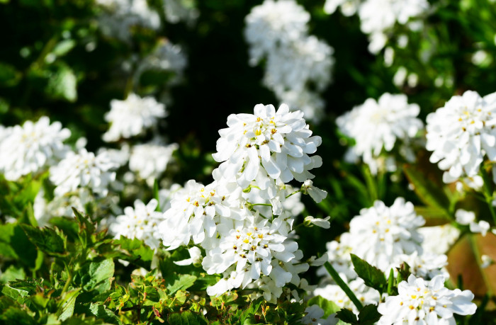 눈꽃 - Candytuft, Iberis sempervirens