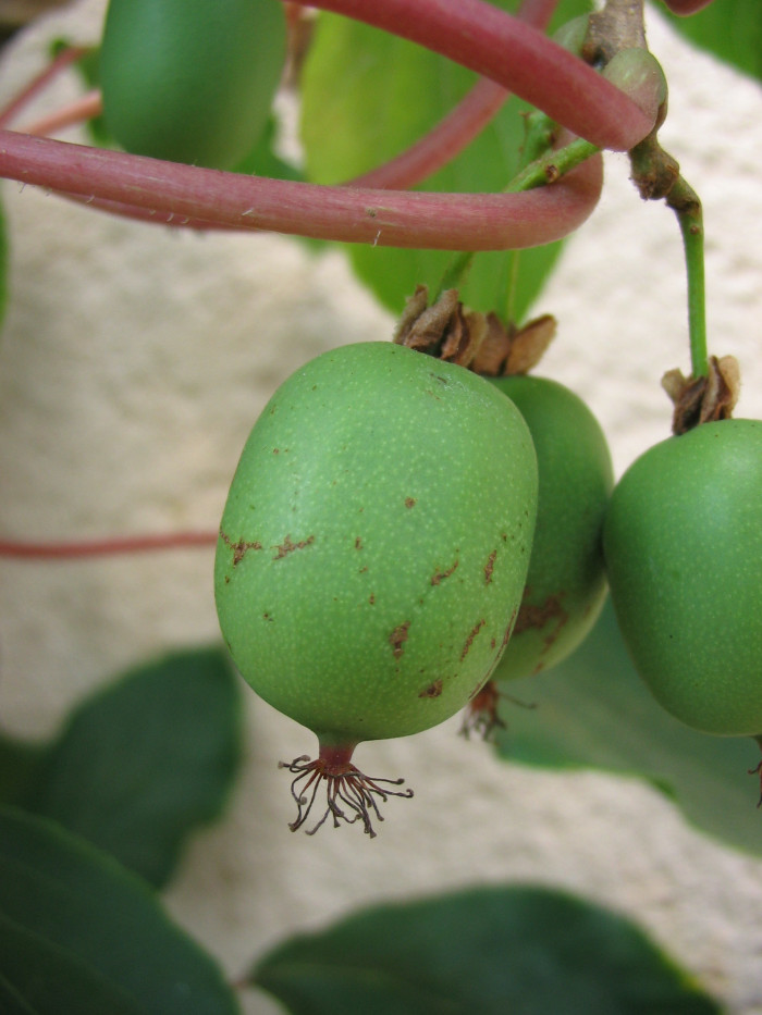 녹다래 - Actinidia arguta var. rufinervis Nakai