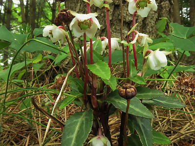 매화노루발 사진 - Chimaphila japonica Miq. Photos