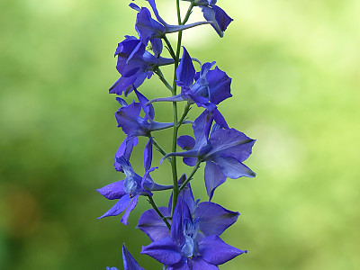 델피니움 사진 - Delphinium Photos