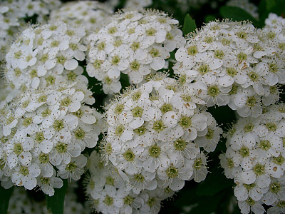 공조팝나무 사진 - Spiraea cantoniensis Lour. Photos