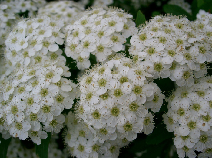 공조팝나무 - Spiraea cantoniensis Lour.