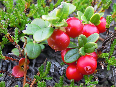 월귤 사진 - Vaccinium vitis-idaea L. Photos
