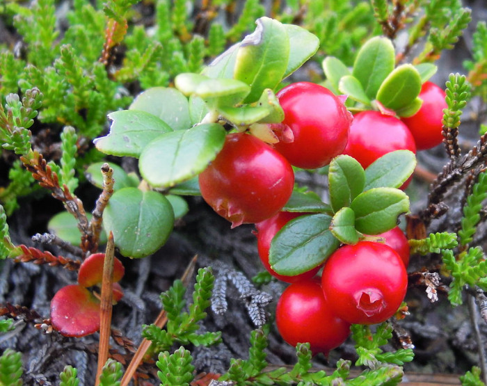 월귤 - Vaccinium vitis-idaea L.