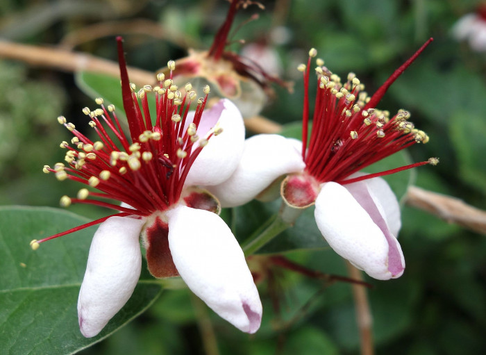 페이조아 - Feijoa, Feijoa sellowiana o.berg