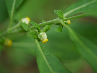 담배풀 사진 - Carpesium abrotanoides L. Photos